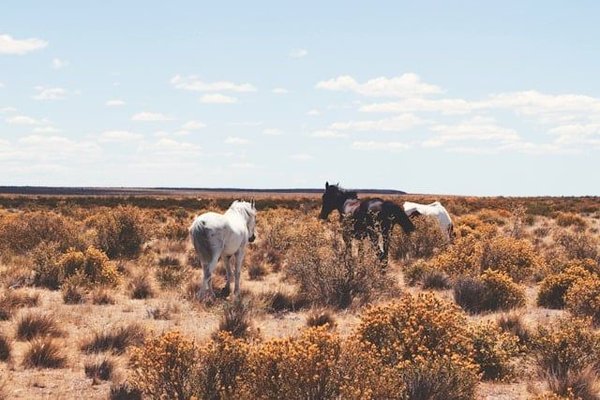 What's the Best Approach for Treating Arthritis in Aging Horses?